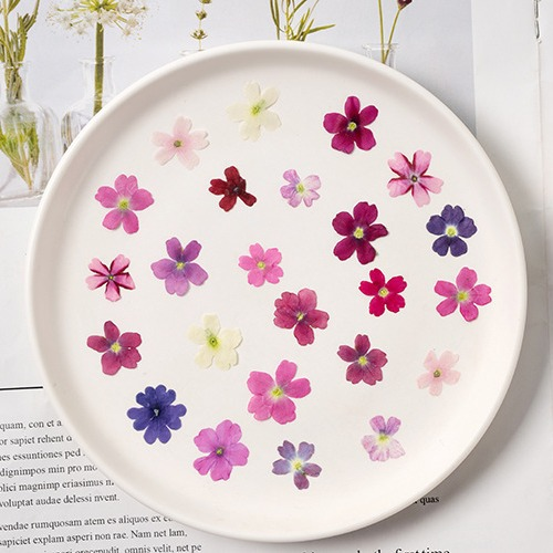 60Pcs Various Mini Dried Flowe - Beauty Makeup Bridal avaliação e preço