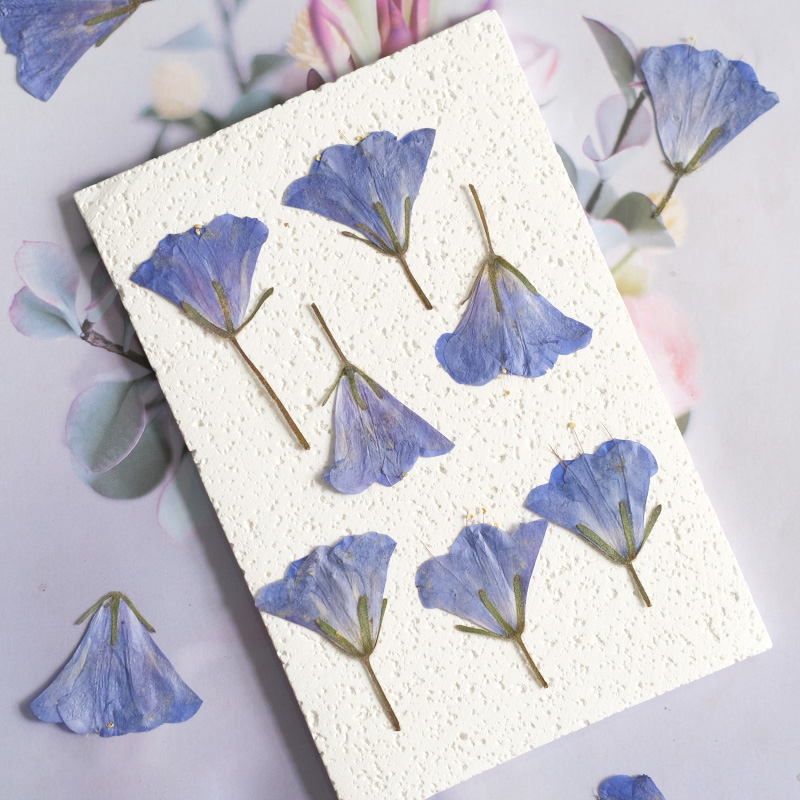12pcs/3-5cm,nature Bluebell Em - Beauty Makeup Bridal avaliação e preço