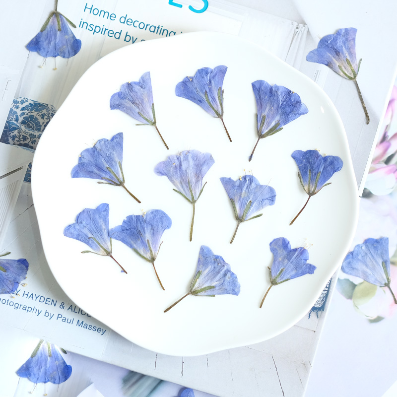 12pcs/3-5cm,nature Bluebell Em - Beauty Makeup Bridal avaliação e preço