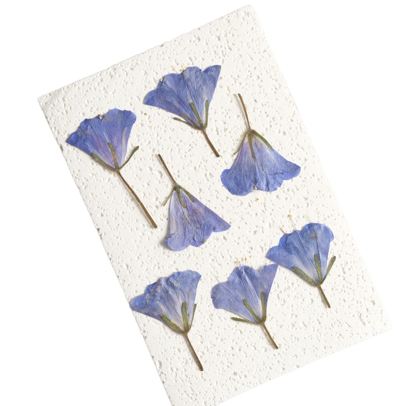 12pcs/3-5cm,nature Bluebell Em - Beauty Makeup Bridal avaliação e preço