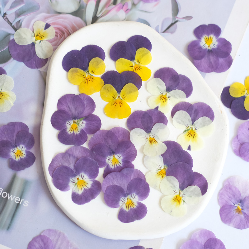 12pcs,nature Pansy Dried Flowe - Beauty Makeup Bridal avaliação e preço