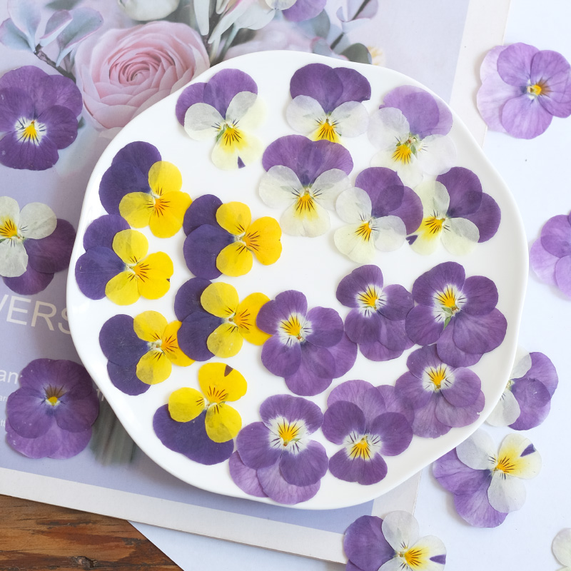 12pcs,nature Pansy Dried Flowe - Beauty Makeup Bridal avaliação e preço