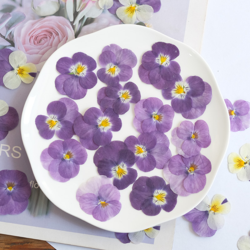 12pcs,nature Pansy Dried Flowe - Beauty Makeup Bridal avaliação e preço